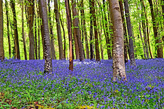 Ashmore Wood Bluebells