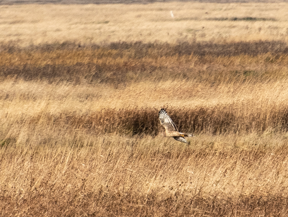 Marsh harrier