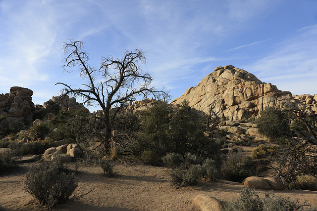 Joshua Tree Landscape