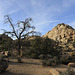 Joshua Tree Landscape