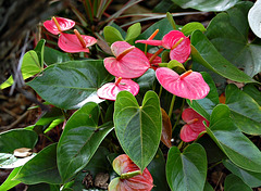 Anthurium