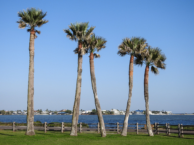 Day 3, palm trees by Rockport rookery Day 3, palm trees by Rockport rookery