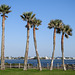 Day 3, palm trees by Rockport rookery