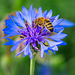 Biene und Ameise auf der Kornblume!