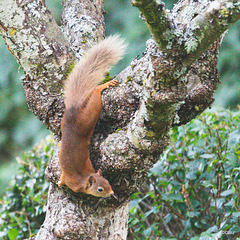 Red Squirrel - one of the resident family