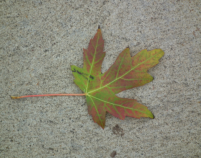 10/50 maple leaf, feuille d'érable