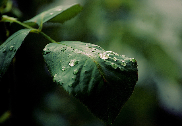 Rain drops keep falling on my head