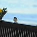 Pied Wheatear (Oenanthe pleschanka)