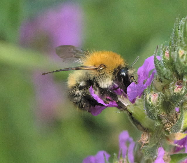 5T2A9721-CR3 DxO DeepPRIME -1Bumblebeev2