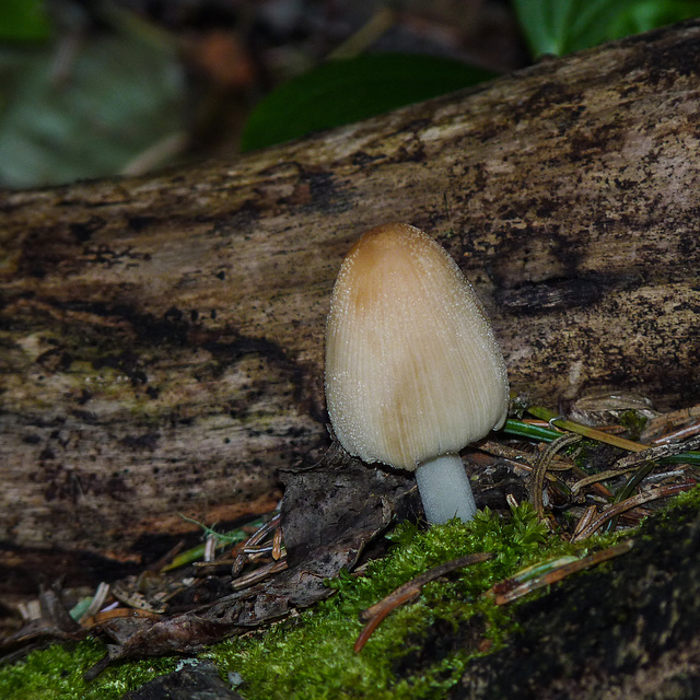 One lone mushroom