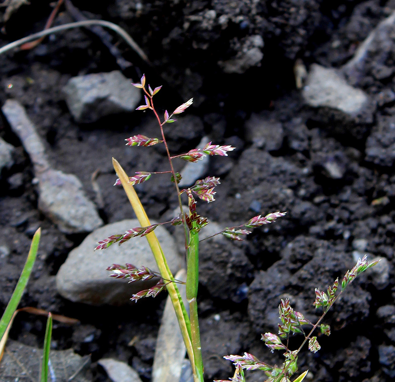 Pâturin annuel-Poa annua