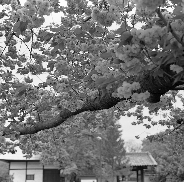 Cherry blossoms