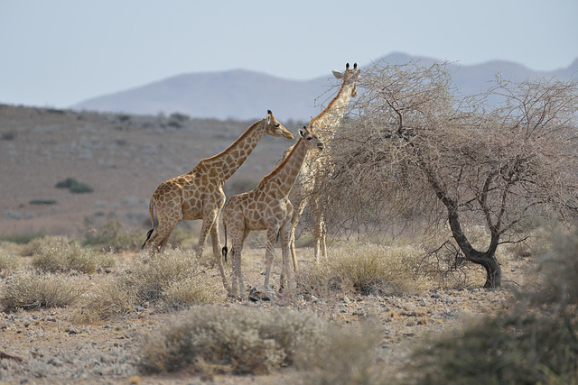 Girafes