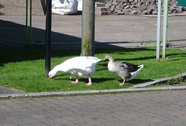 oaw - whitehaven geese