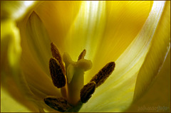 Blütenstempel, Tulpe