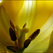 Blütenstempel, Tulpe