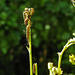 20180628 4082CPw [D~LIP] Blutbär (Tyria jacobaea) [Kaminbär] [Jakobskrautbär], Jakobs-Greiskraut (Jacobaea vulgaris), Insekt, UWZ, Bad Salzuflen