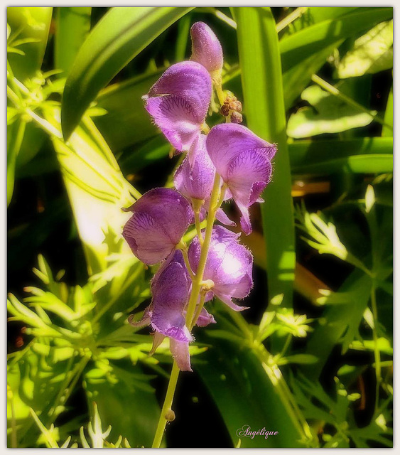 Aconitum napellus ....HFF/ Bon vendredi mes ami(e)s❤️