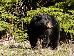 Black Bear from last spring
