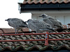 A Trio of Young Gulls