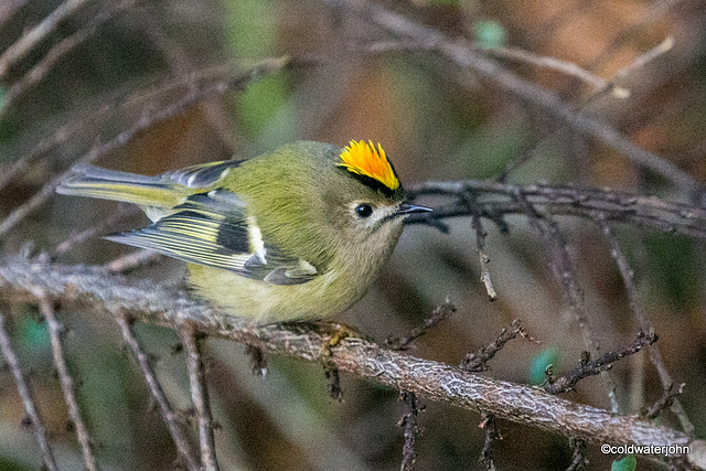 Goldcrest, displaying