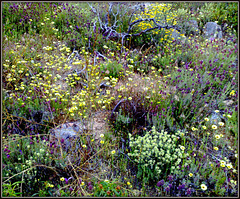 Spring wildflowers