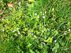 Brooklime? near Wom Brook
