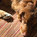 sleeping toller