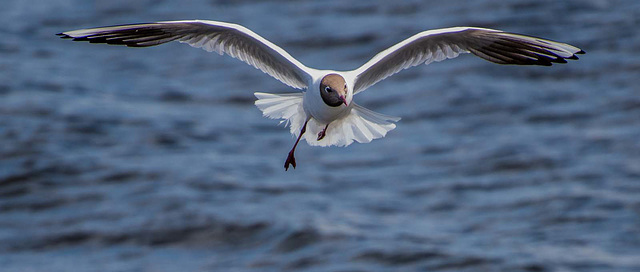 Gull in flight 2 (1)