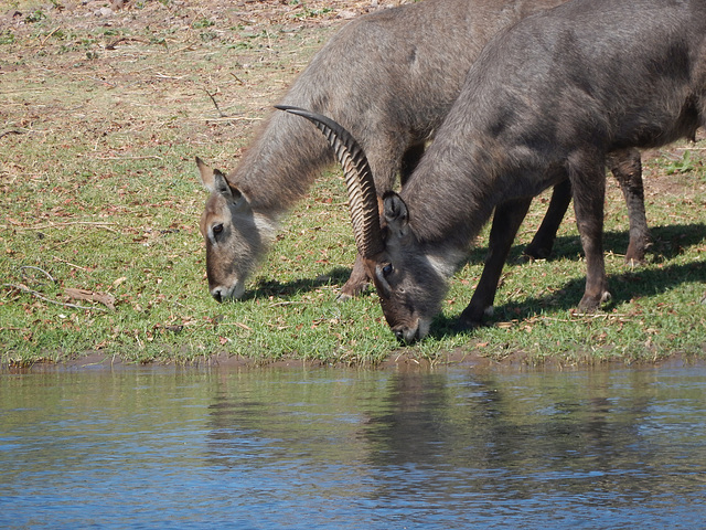 waterbuck pair