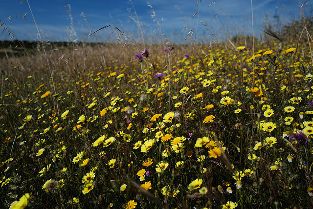 Penedos, Still flowery