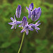 Large-flowered Brodiaea