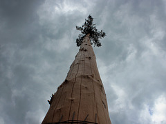 Maibaum