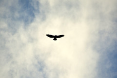 Switzerland 2025 – Bird of prey