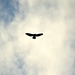 Switzerland 2025 – Bird of prey