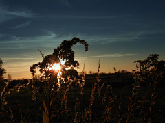 Solidago ( See it big)