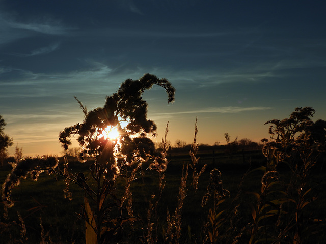 Solidago ( See it big)