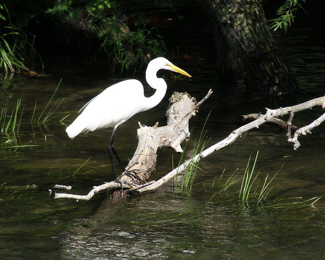 grande aigrette/great white egret