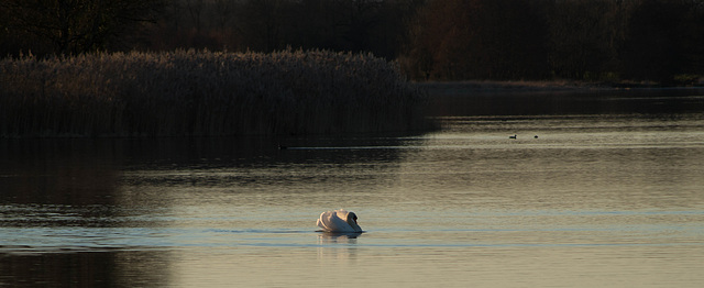 cygne tuberculé - cygnus olor