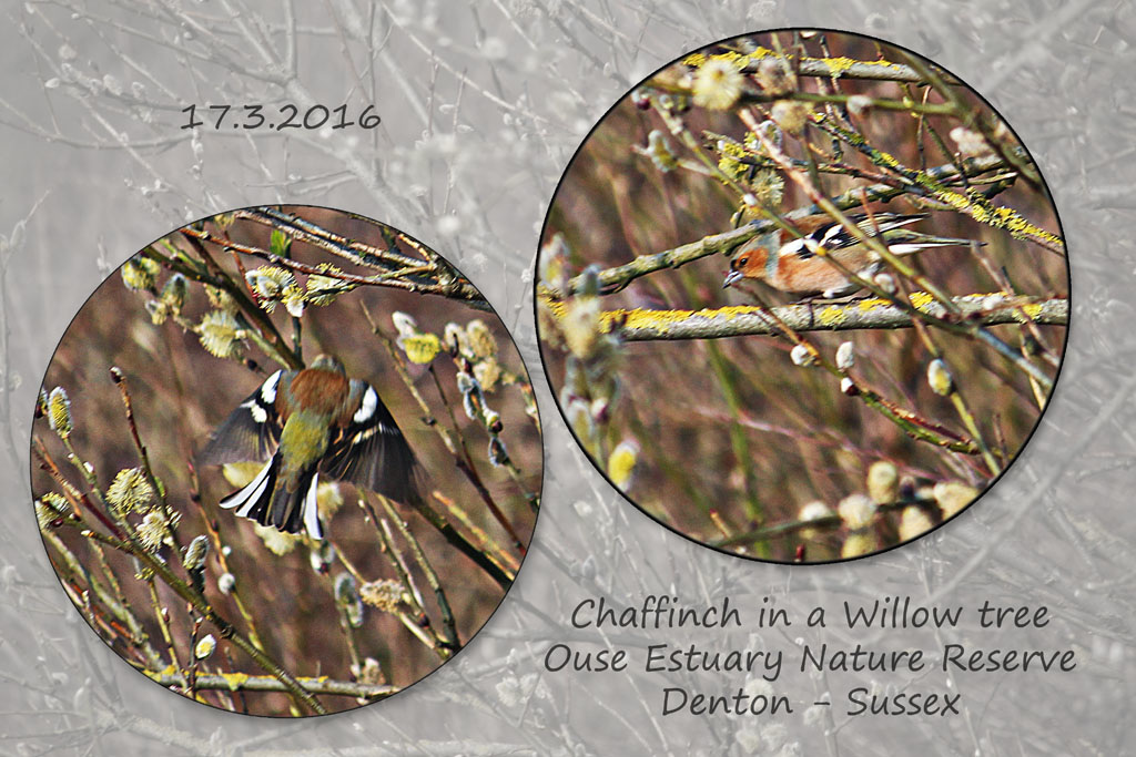 Chaffinch in a Willow - Ouse Estuary Nature Reserve - Denton  - 17.3.2016