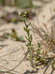 Linaria arenaria - 2016-04-28_D4_DSC7095