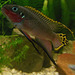 200 Purpurprachtbarschmännchen (Pelvicachromis taeniatus)