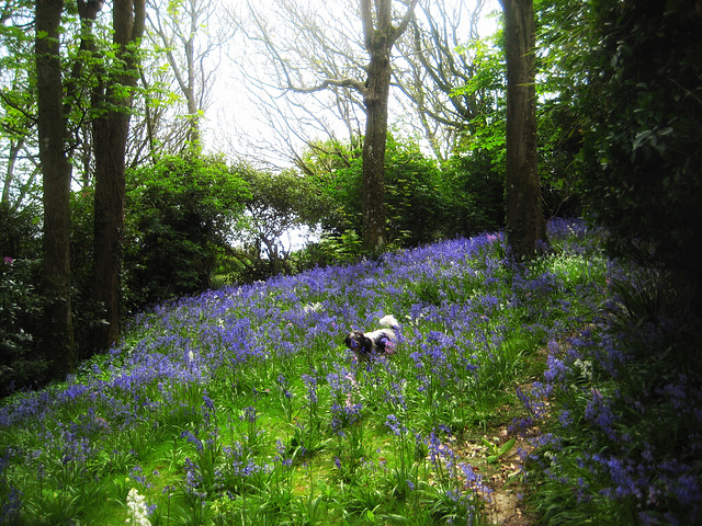 in the bluebells