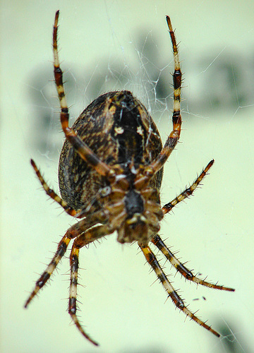 20080928 002DSCw [D~LIP] Gartenkreuzspinne (Araneus diadematus), Bad Salzuflen