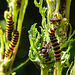 20180628 4083CPw [D~LIP] Blutbär (Tyria jacobaea) [Kaminbär] [Jakobskrautbär], Jakobs-Greiskraut (Jacobaea vulgaris), UWZ, Bad Salzuflen