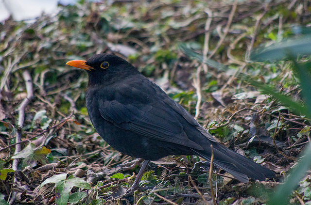 Blackbird3