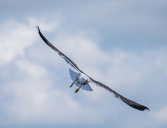 Gull in flight 2 (2)