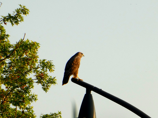 Buizerd......