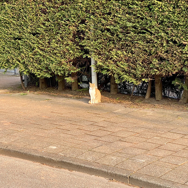 Cat keeping guard