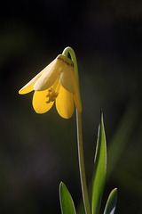 Yellow Bells